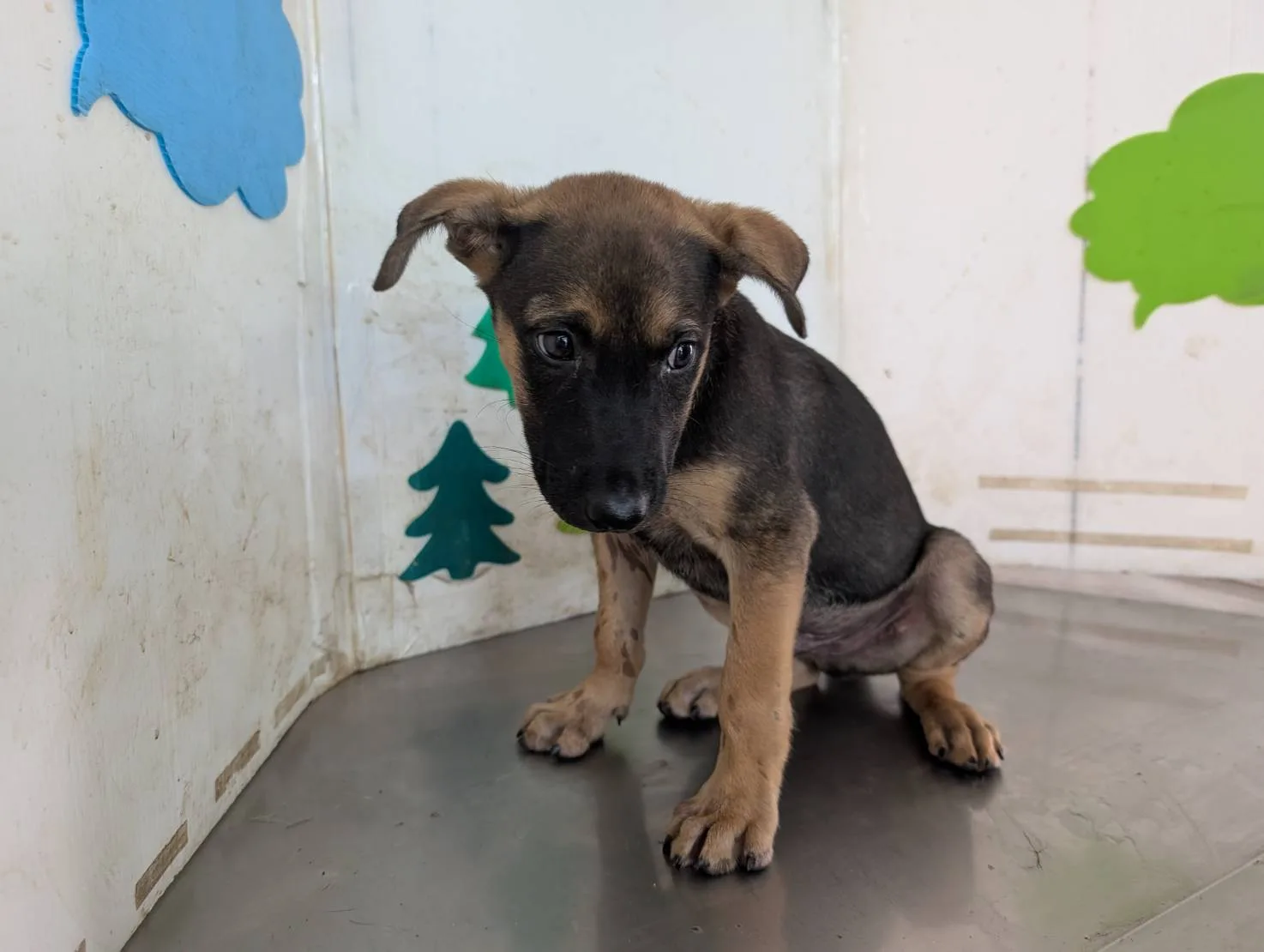 混種犬