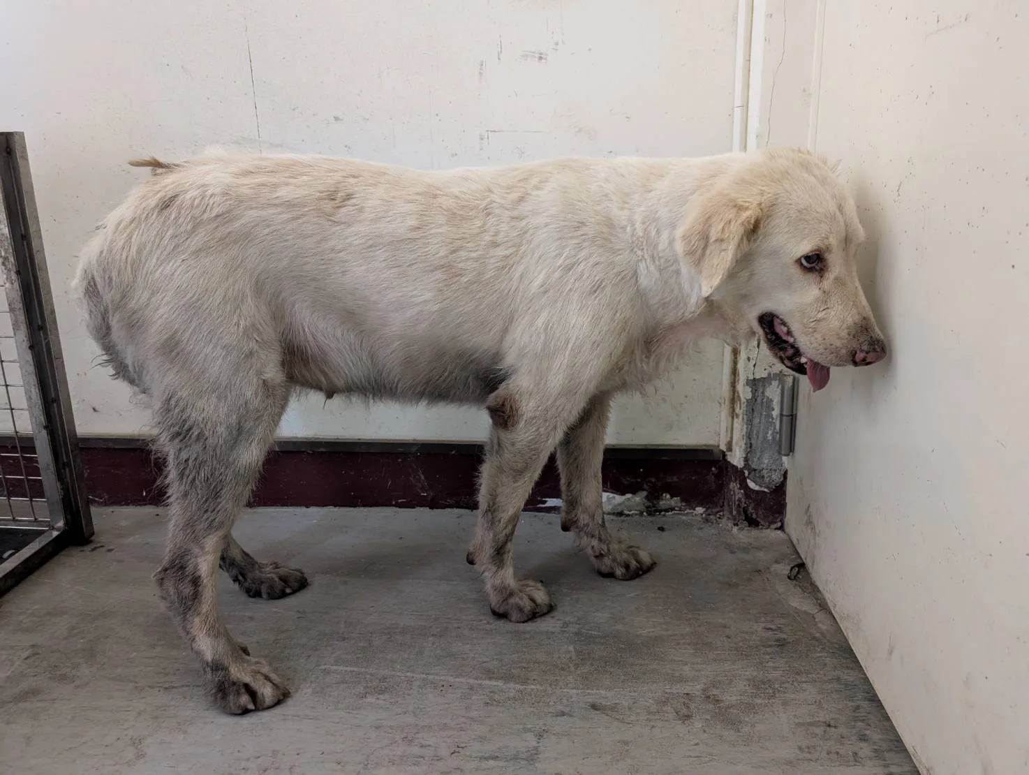 混種犬