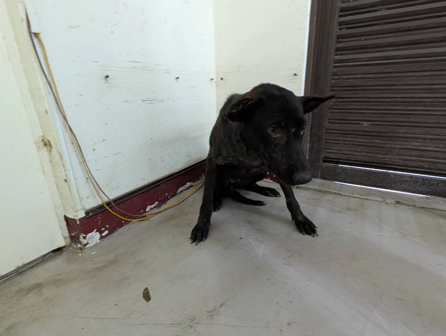混種犬