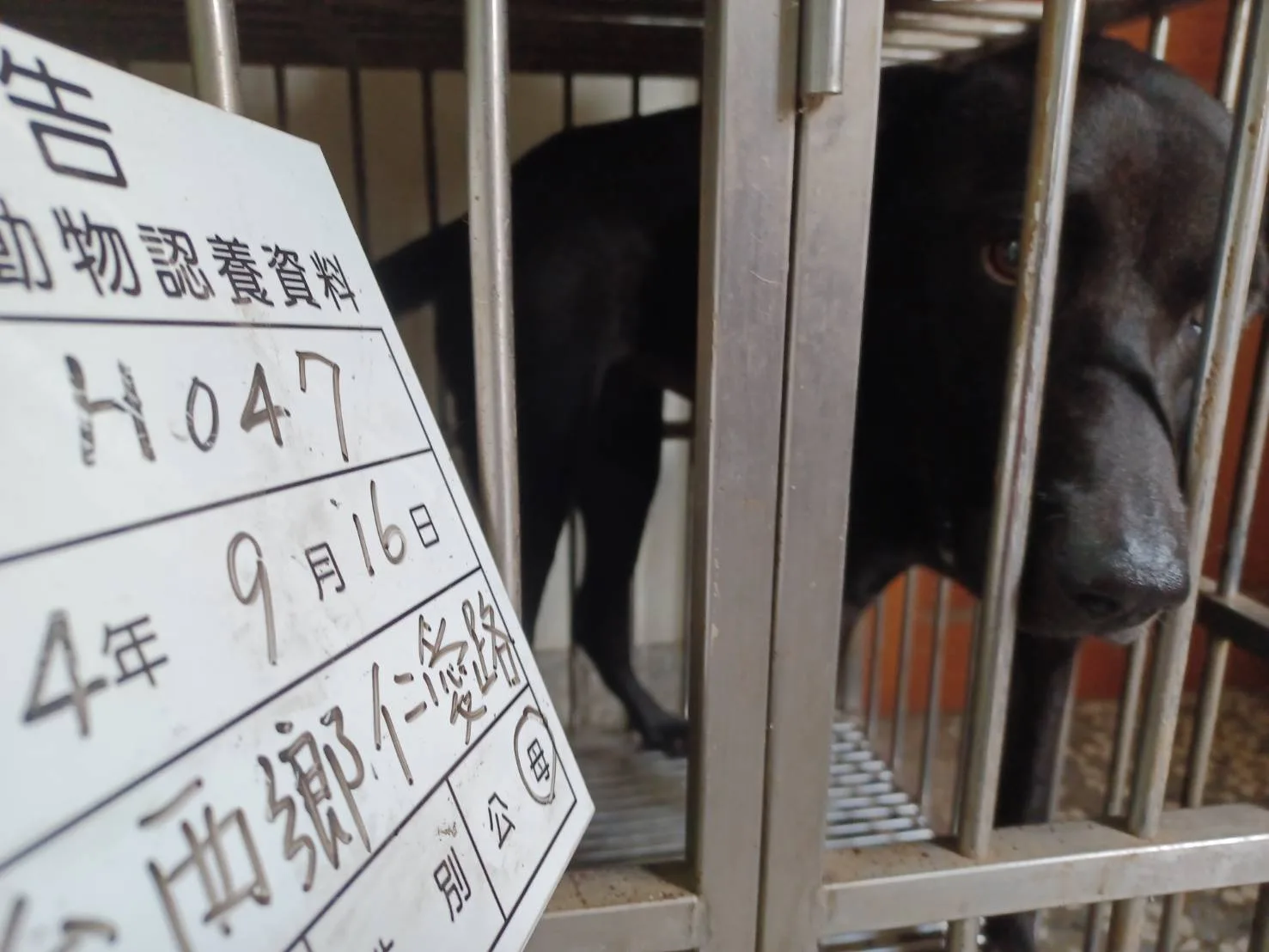 混種犬