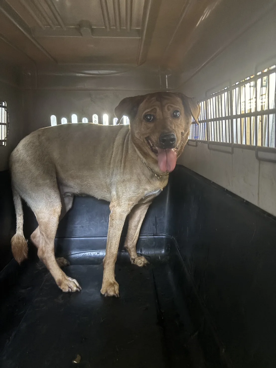 混種犬