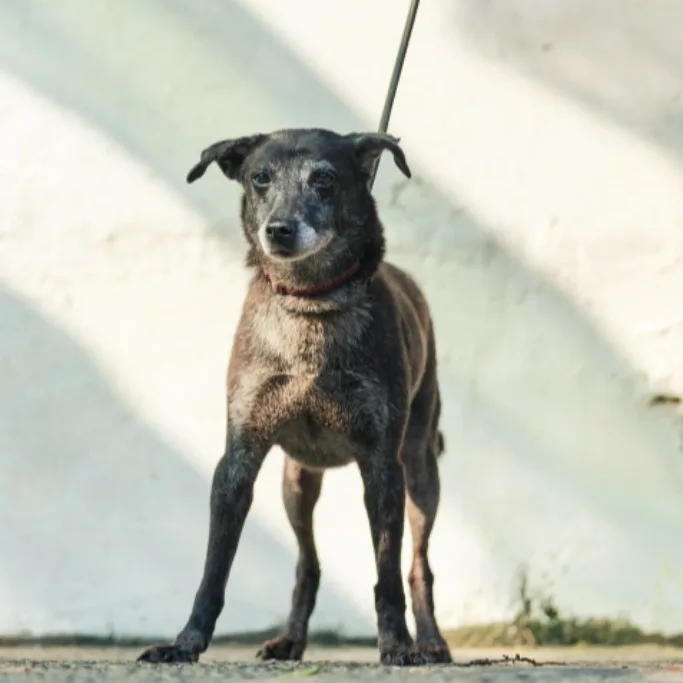 混種犬
