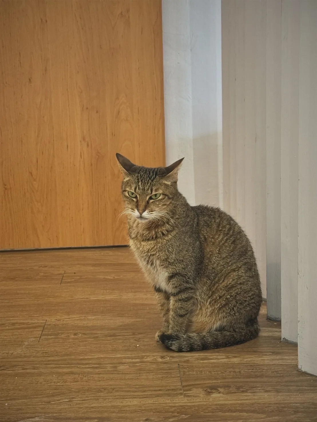混種貓
