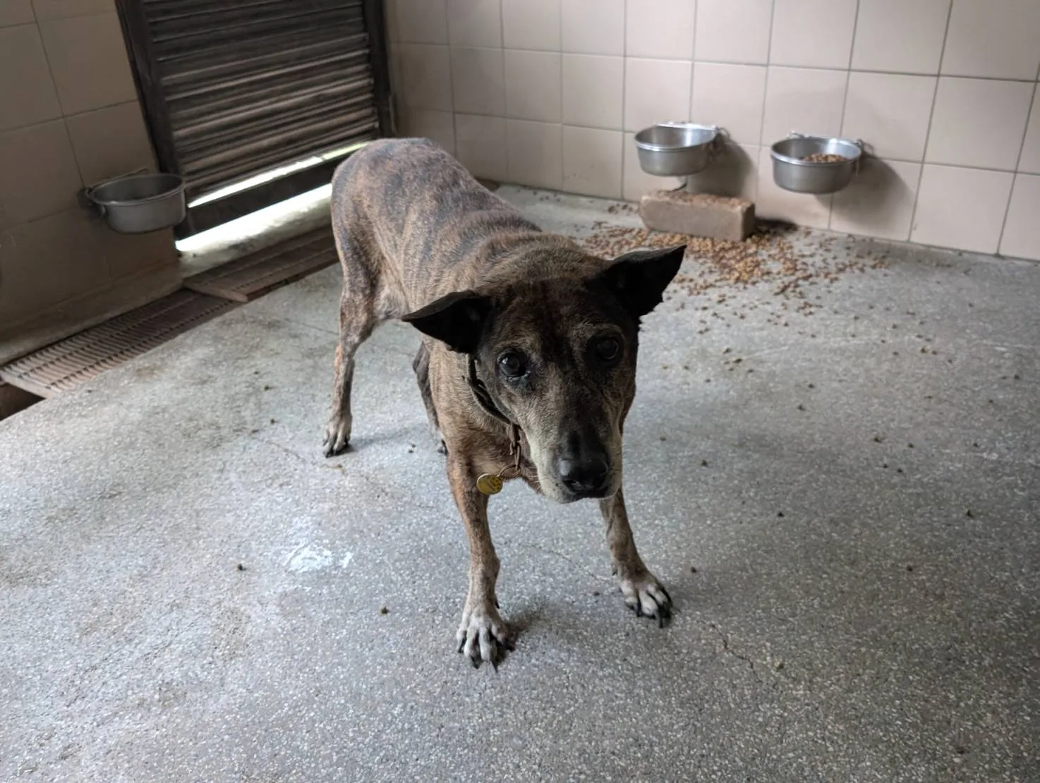 混種犬