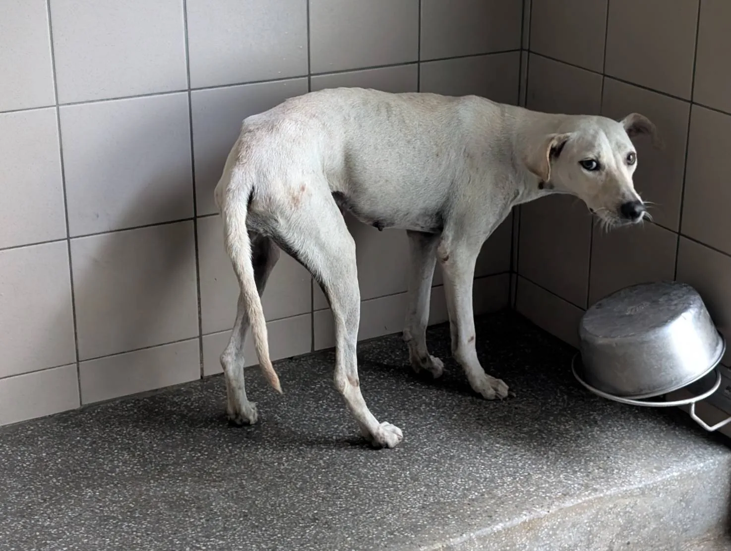 混種犬