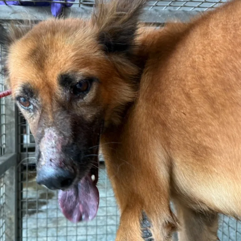 混種犬