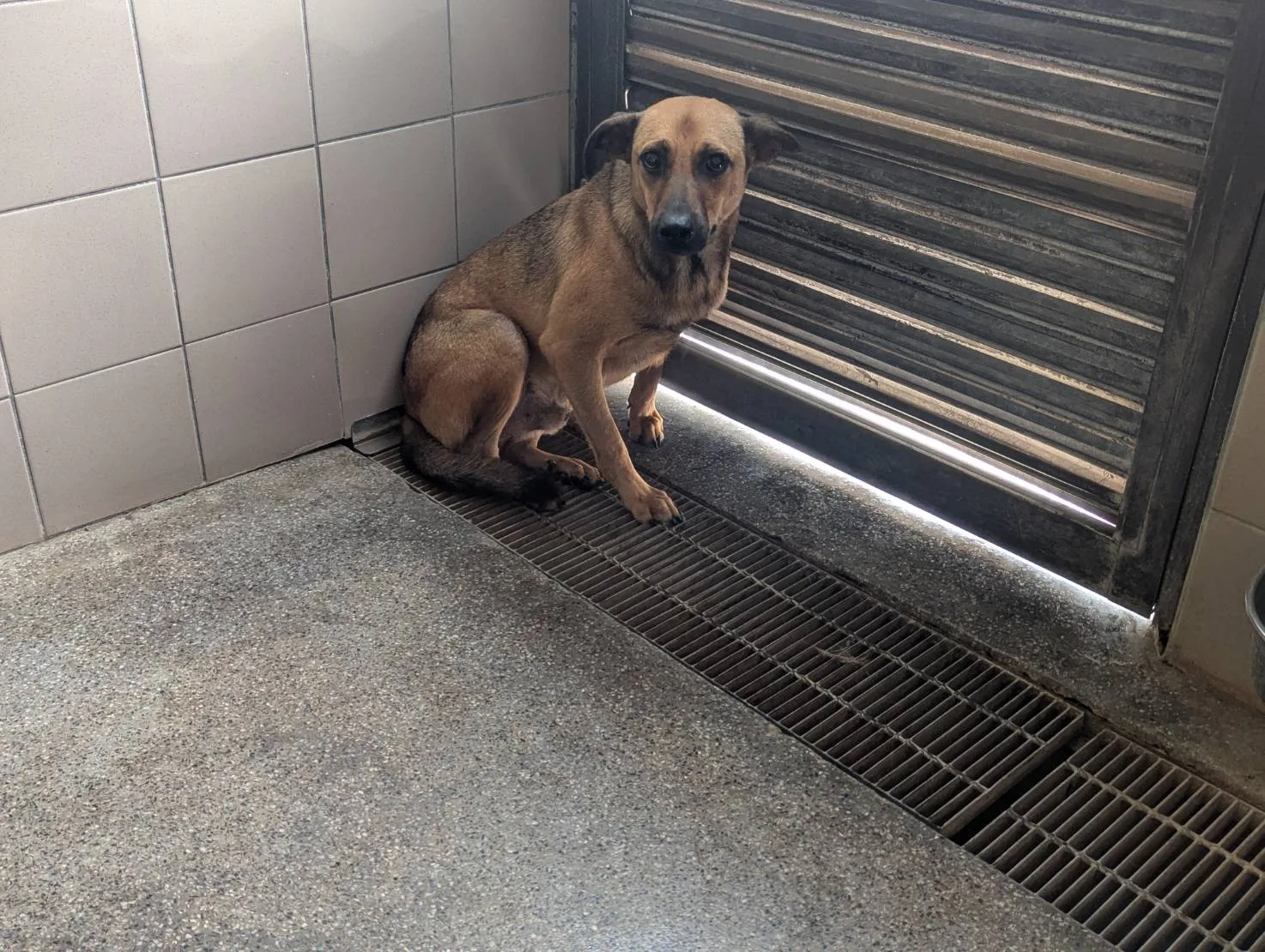 混種犬