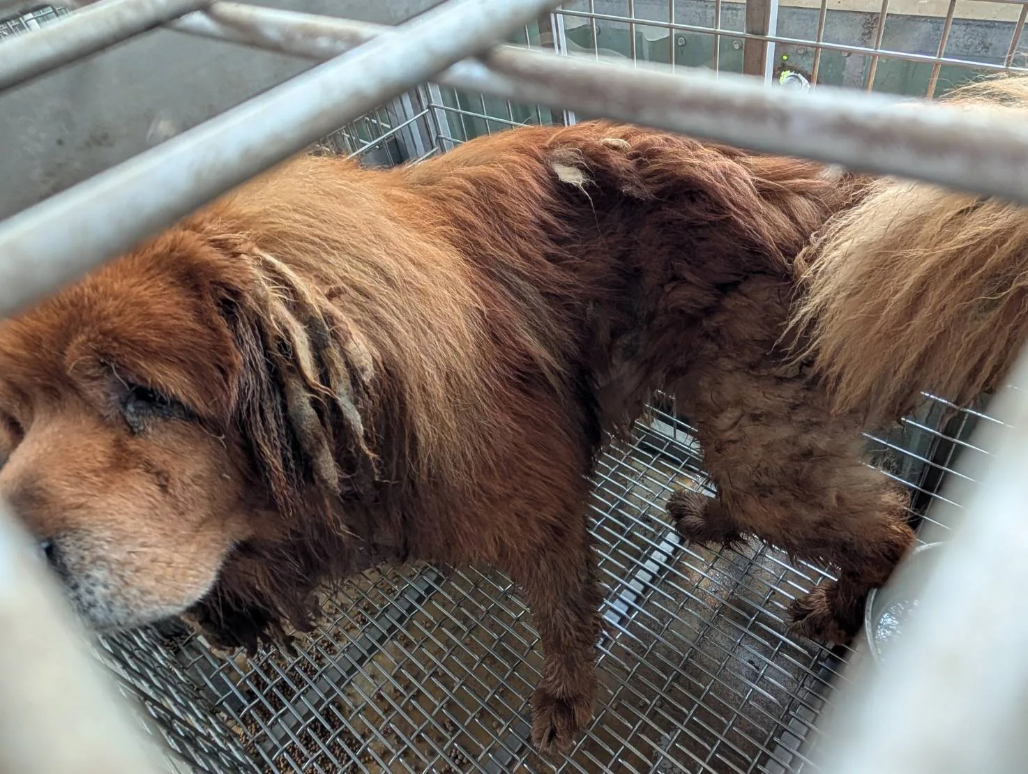 西藏獒犬