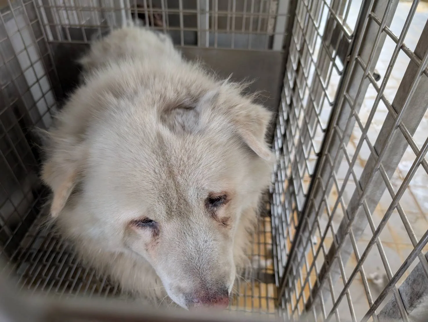 獒犬