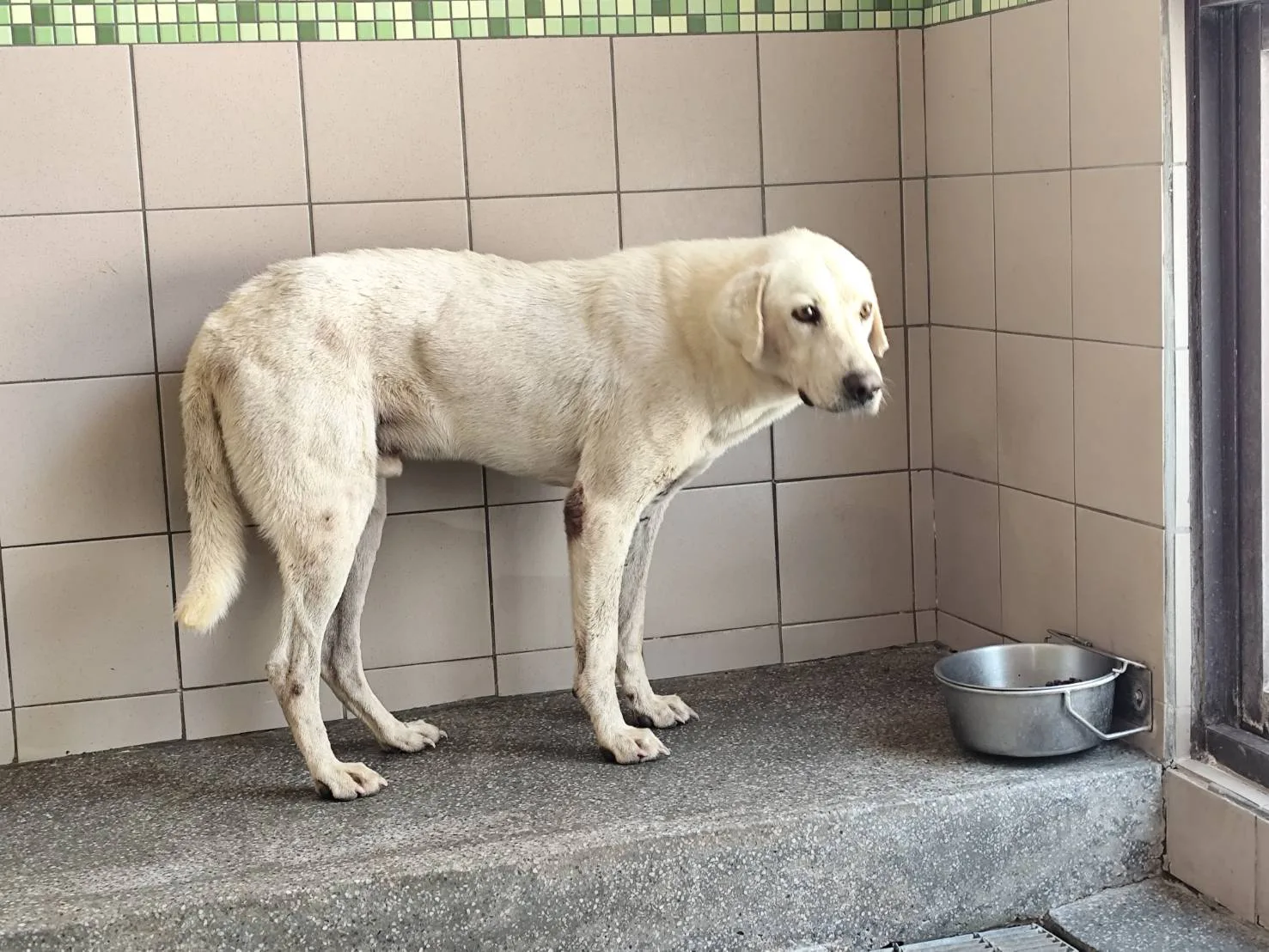 混種犬
