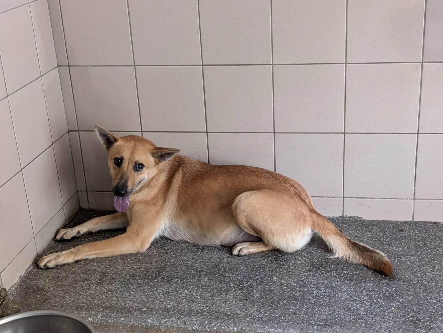 混種犬