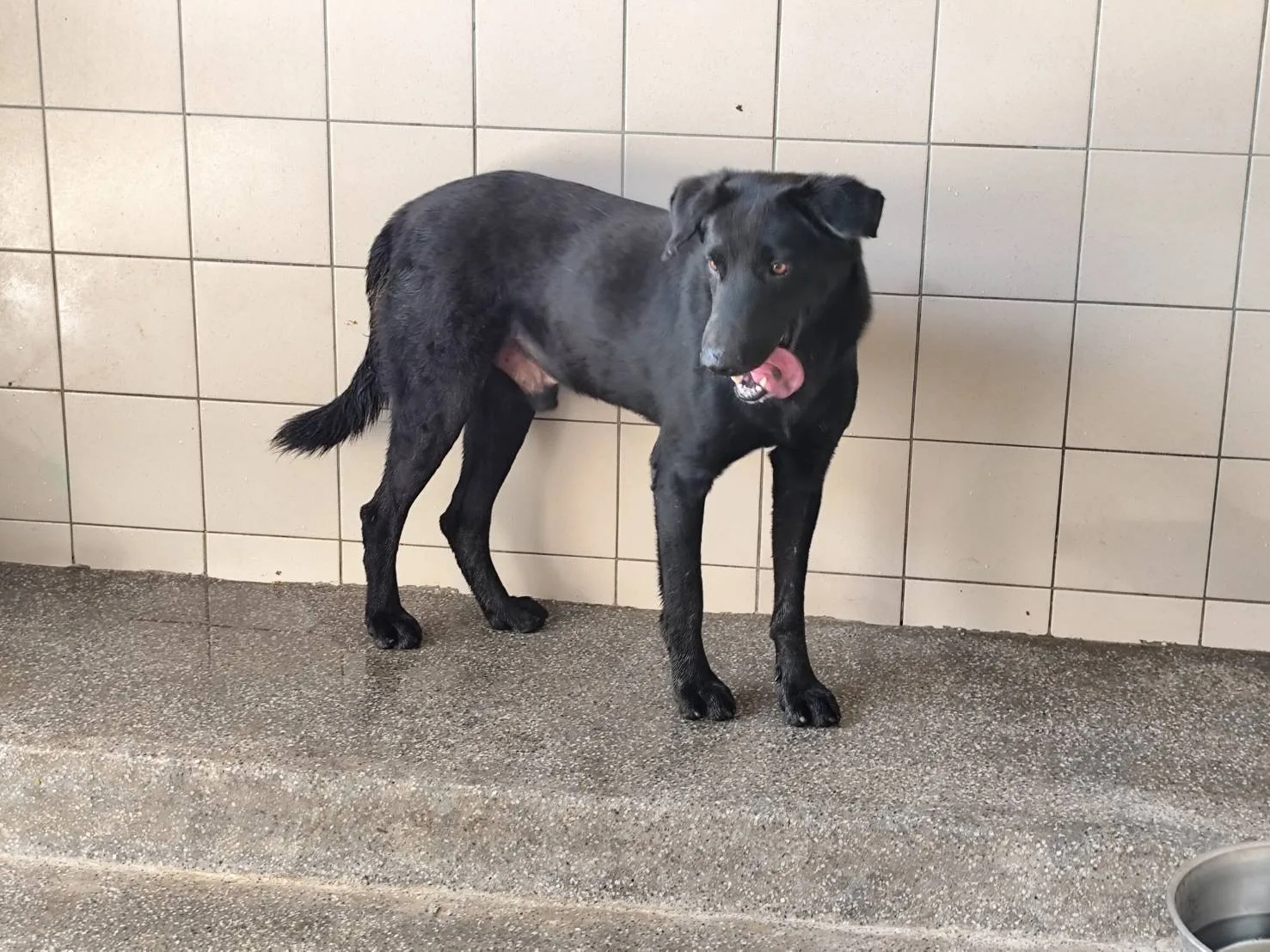 混種犬