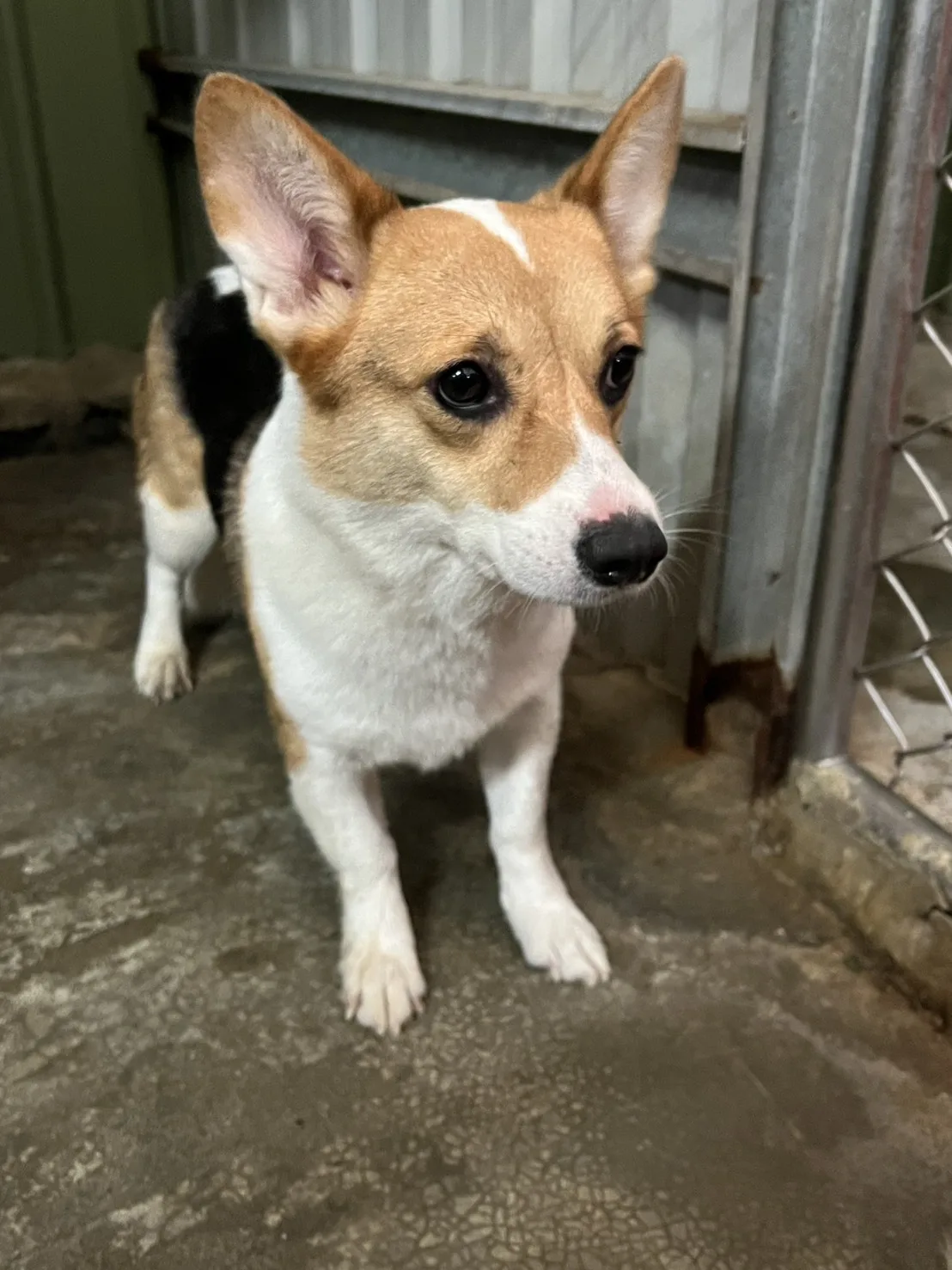 威爾斯柯基犬
