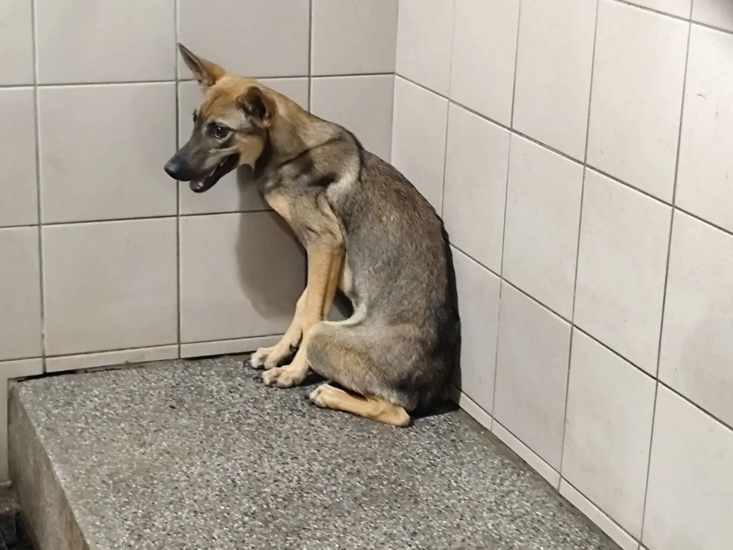 混種犬