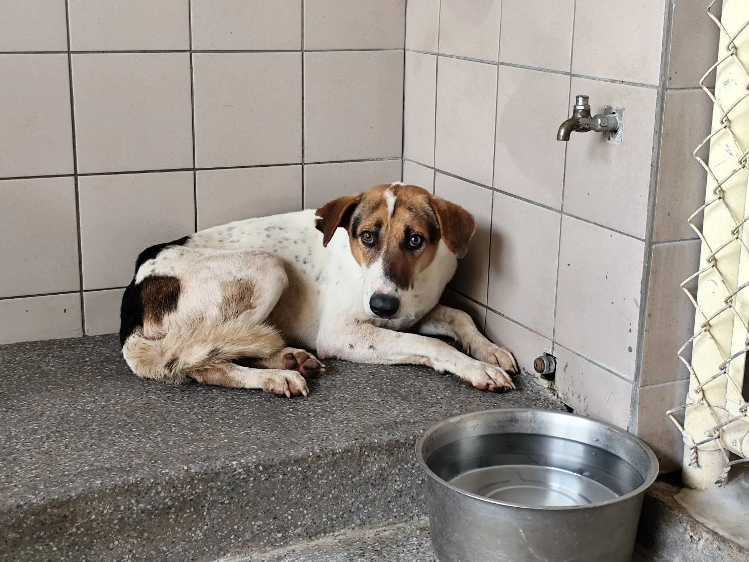 混種犬