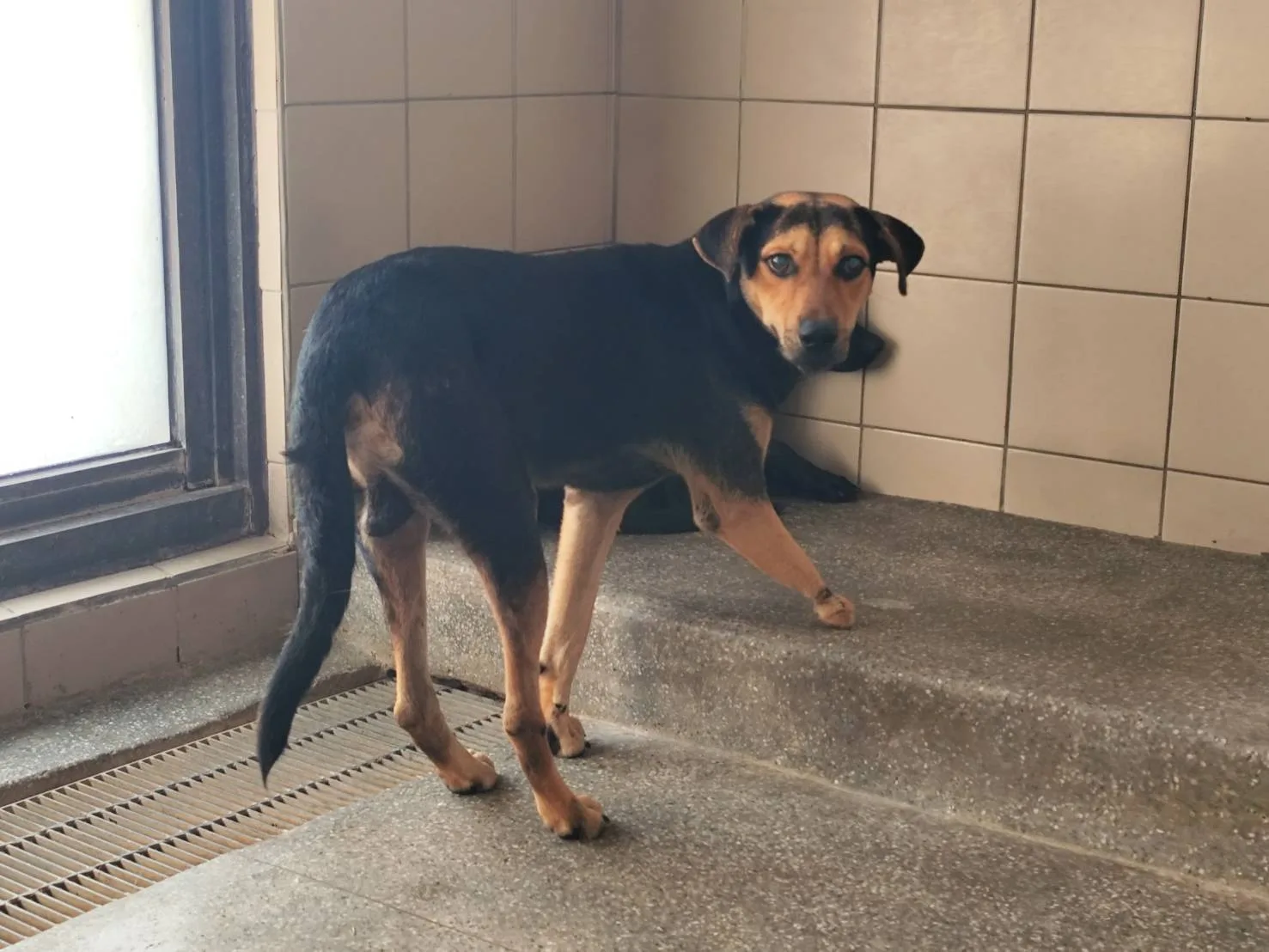 混種犬