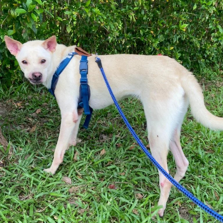 混種犬