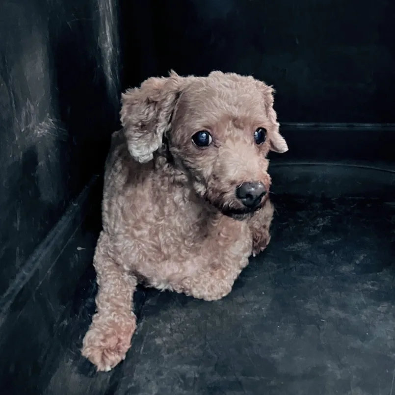 混種犬