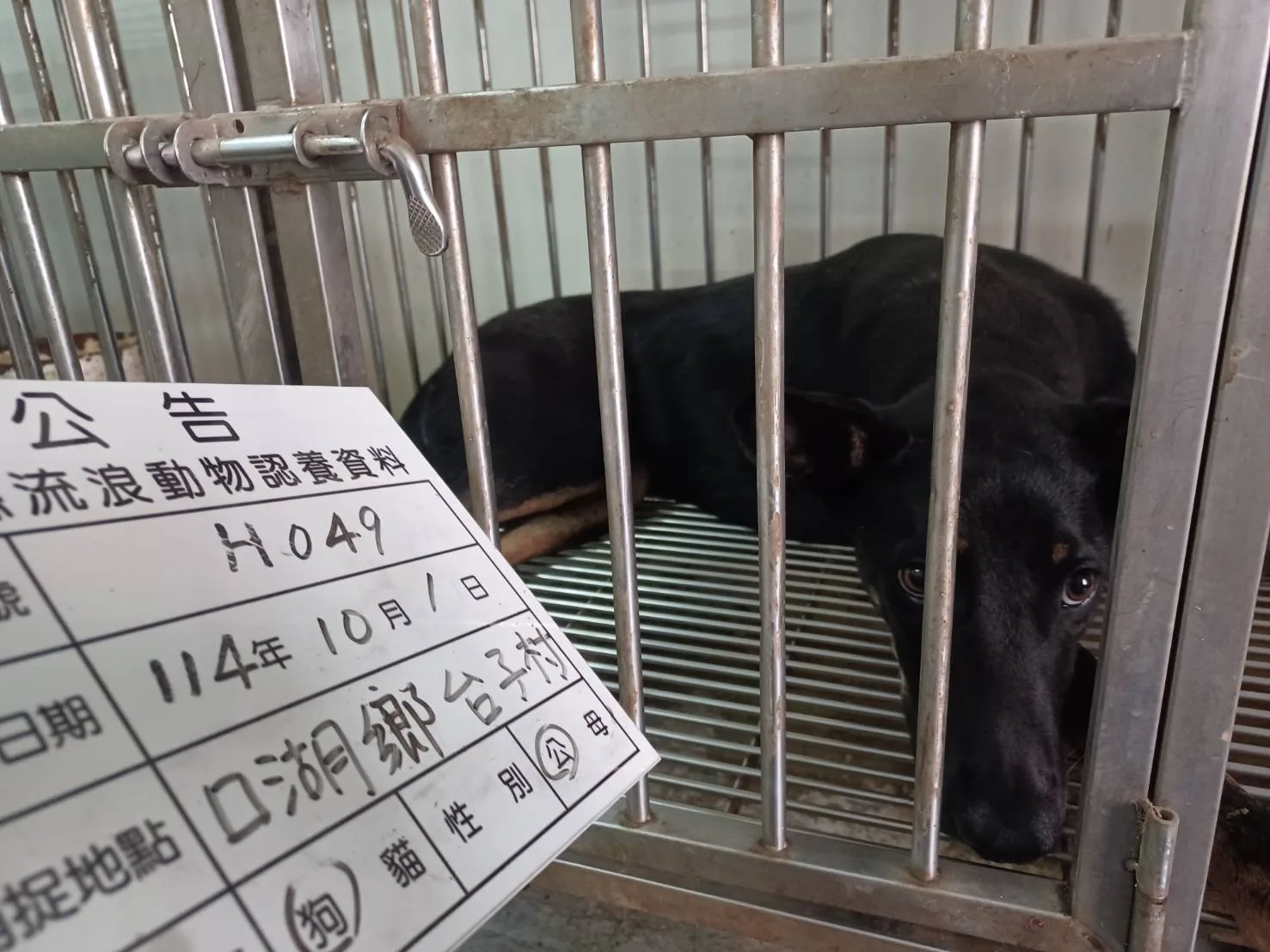 混種犬