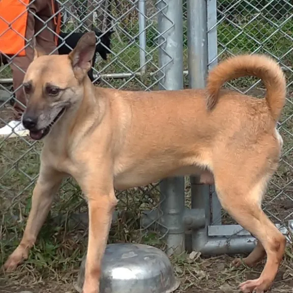 混種犬