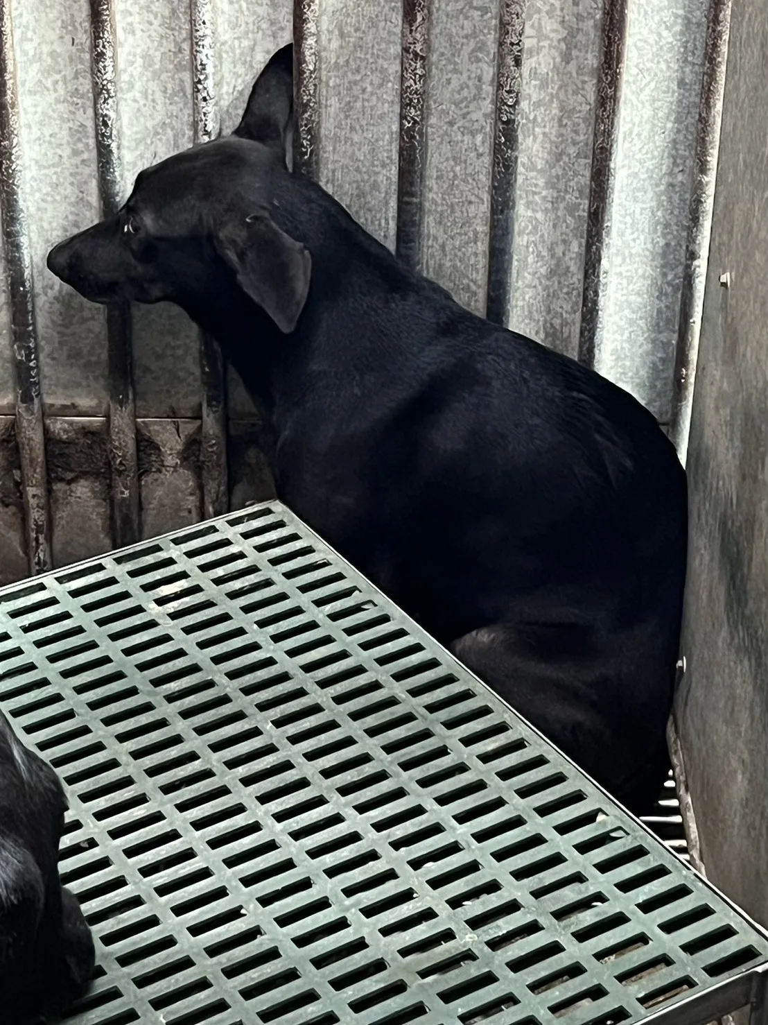 混種犬