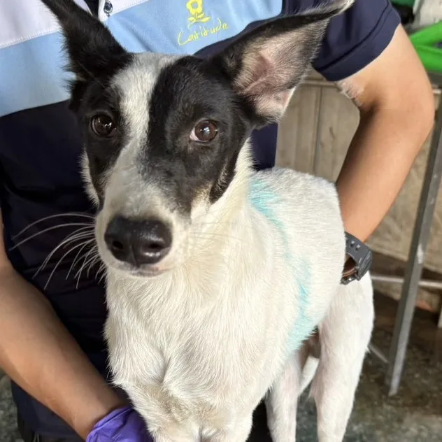 混種犬