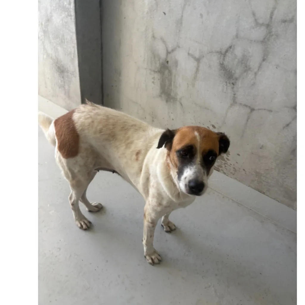 混種犬