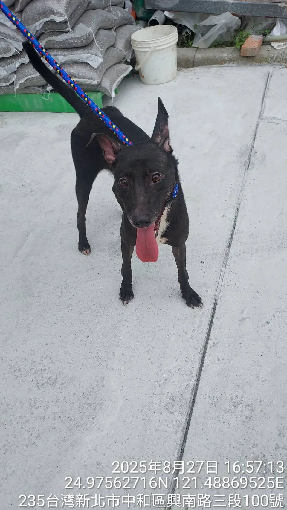 混種犬
