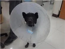 混種犬