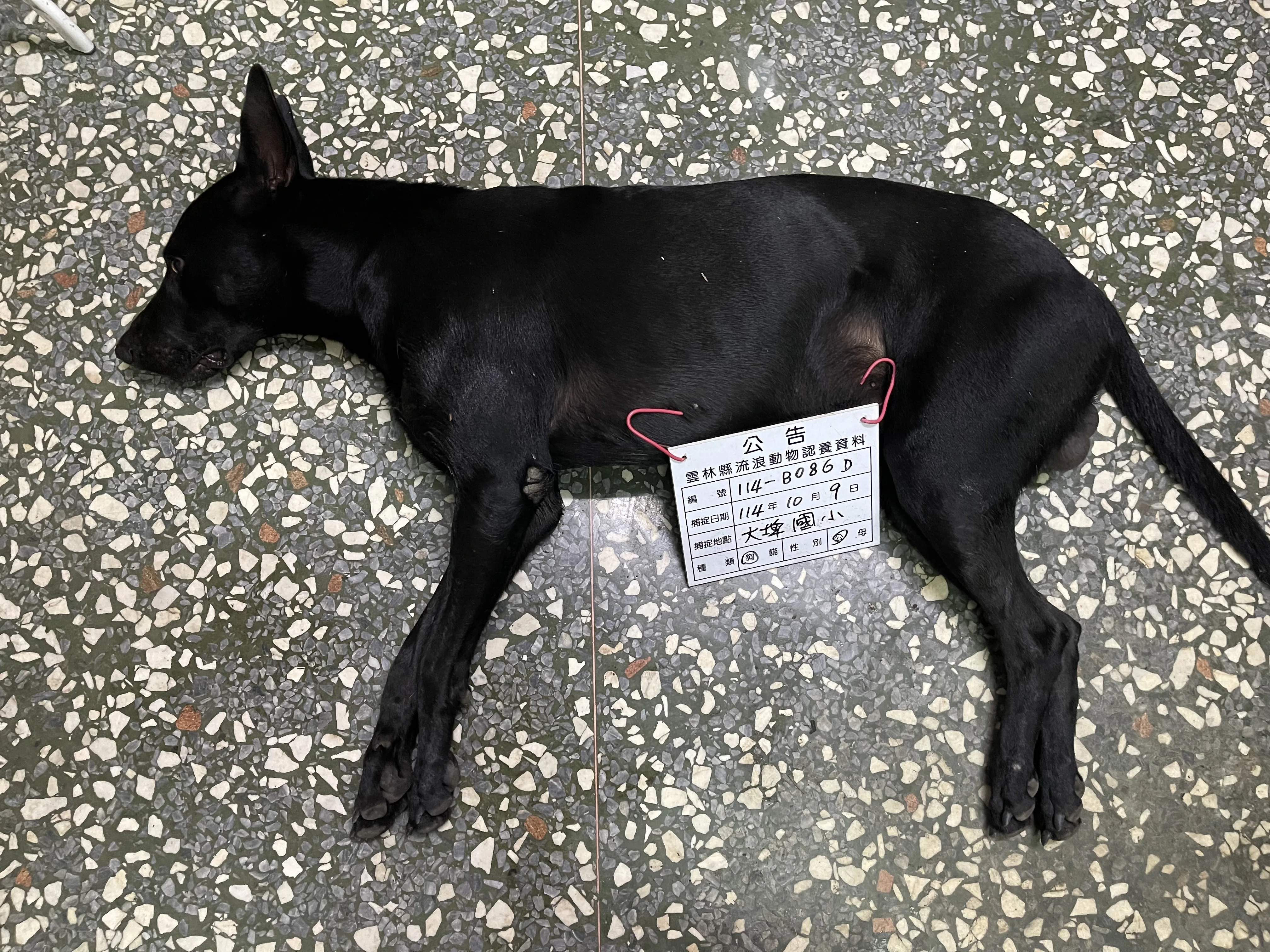 混種犬