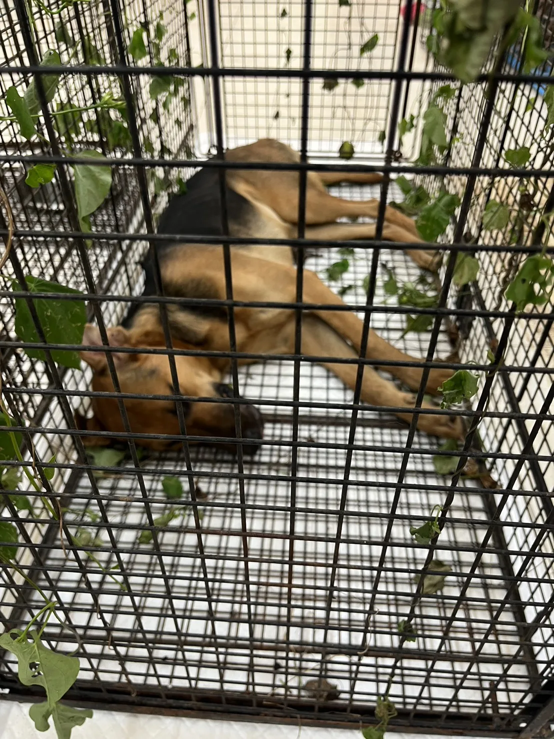混種犬