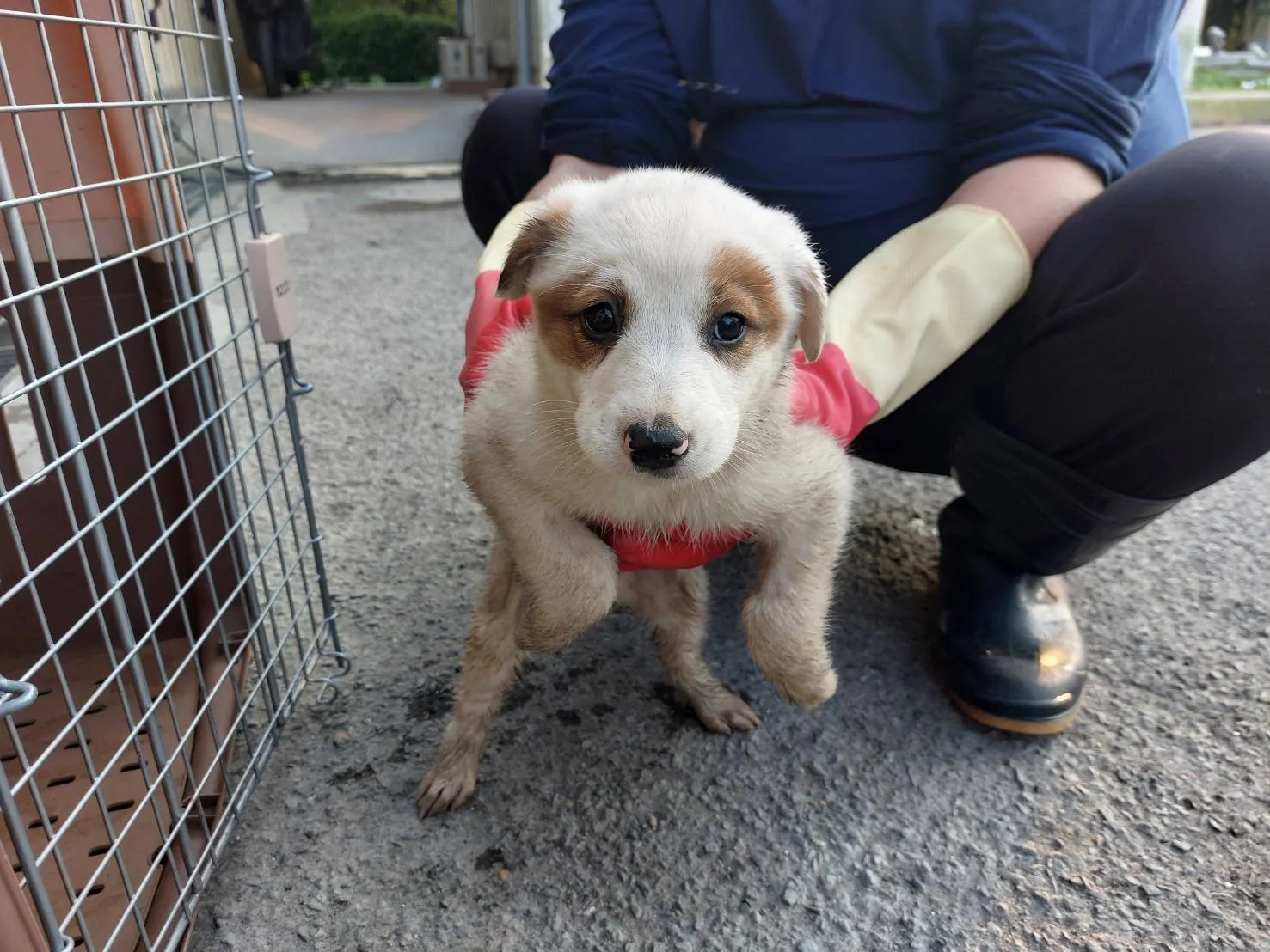 混種犬