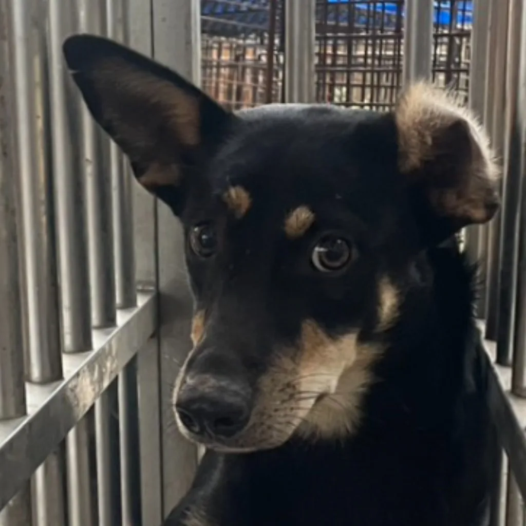 混種犬
