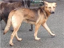 混種犬