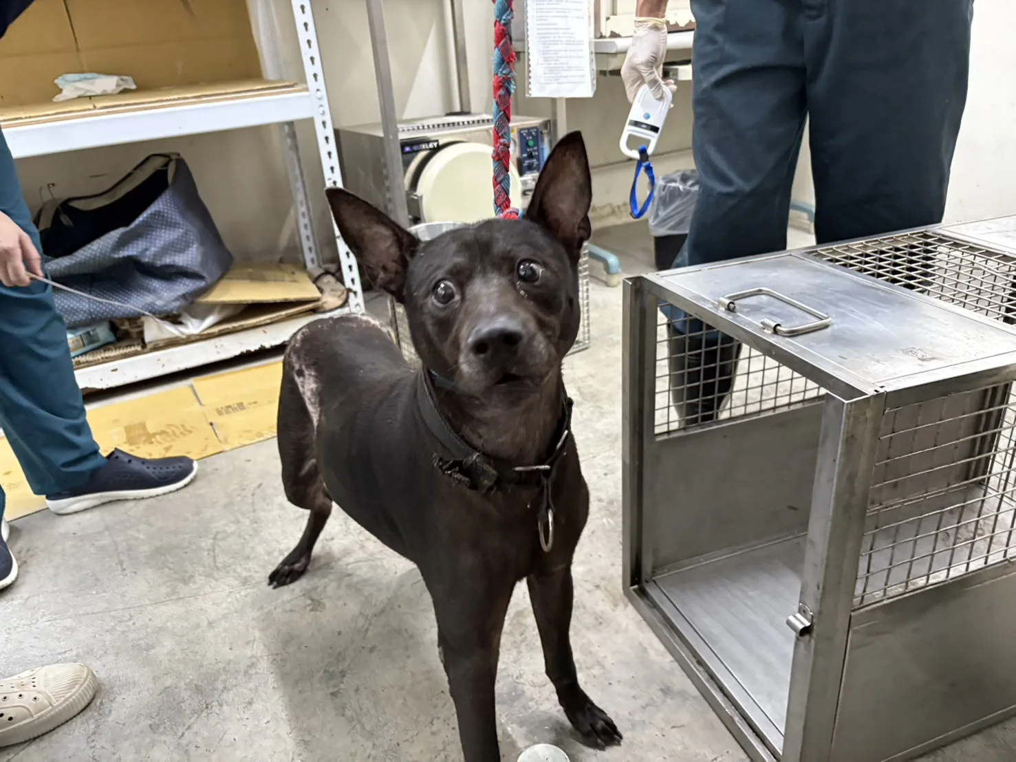 混種犬
