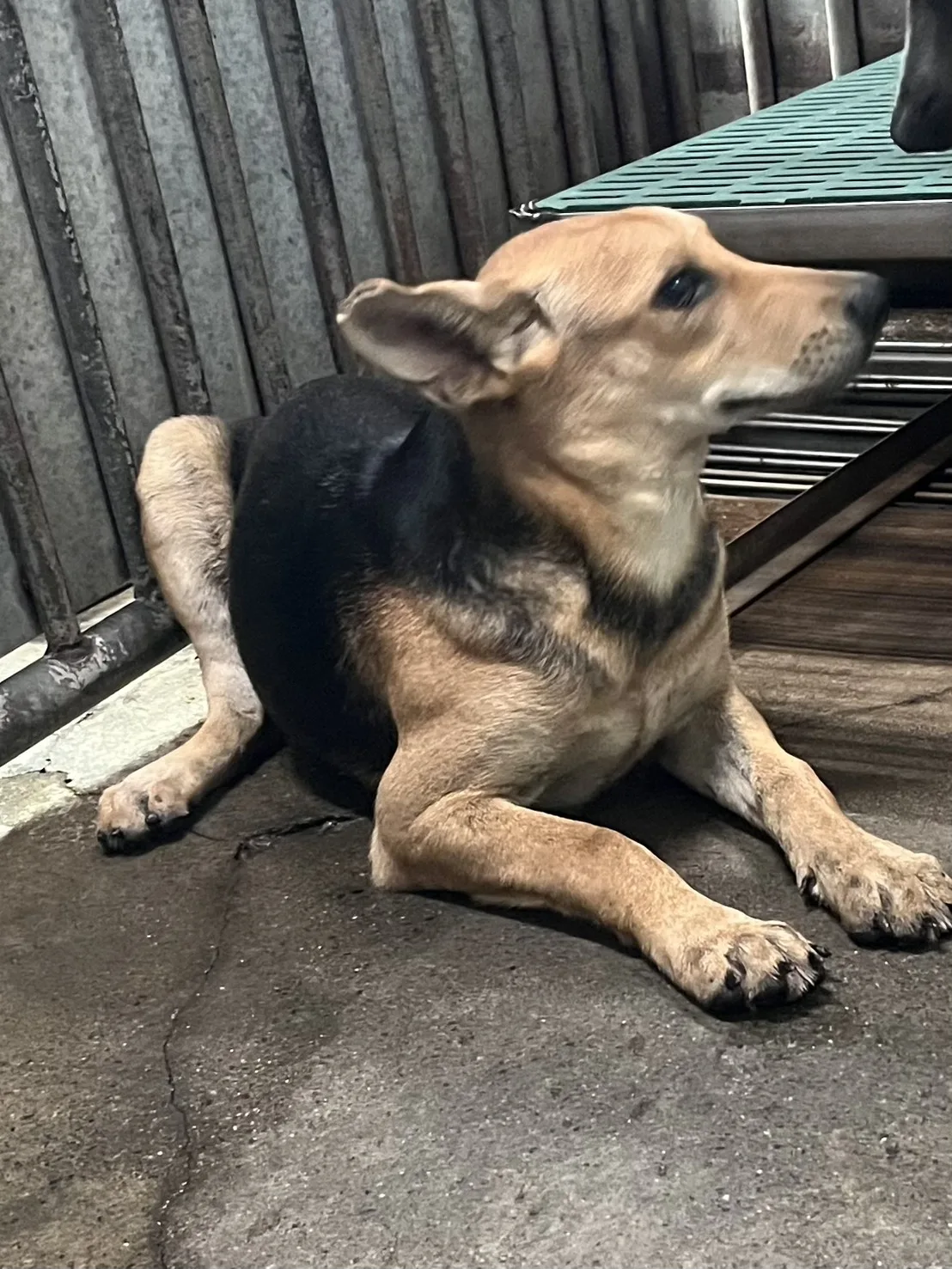 混種犬
