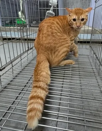 混種貓