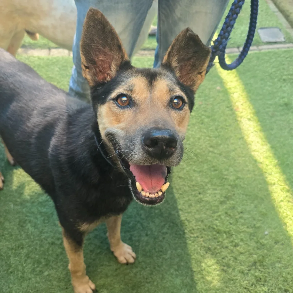 混種犬