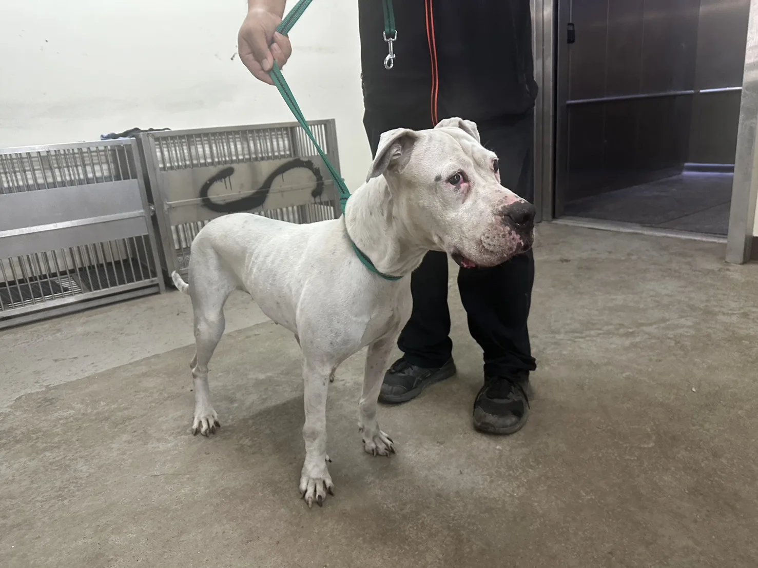 阿根廷杜告犬