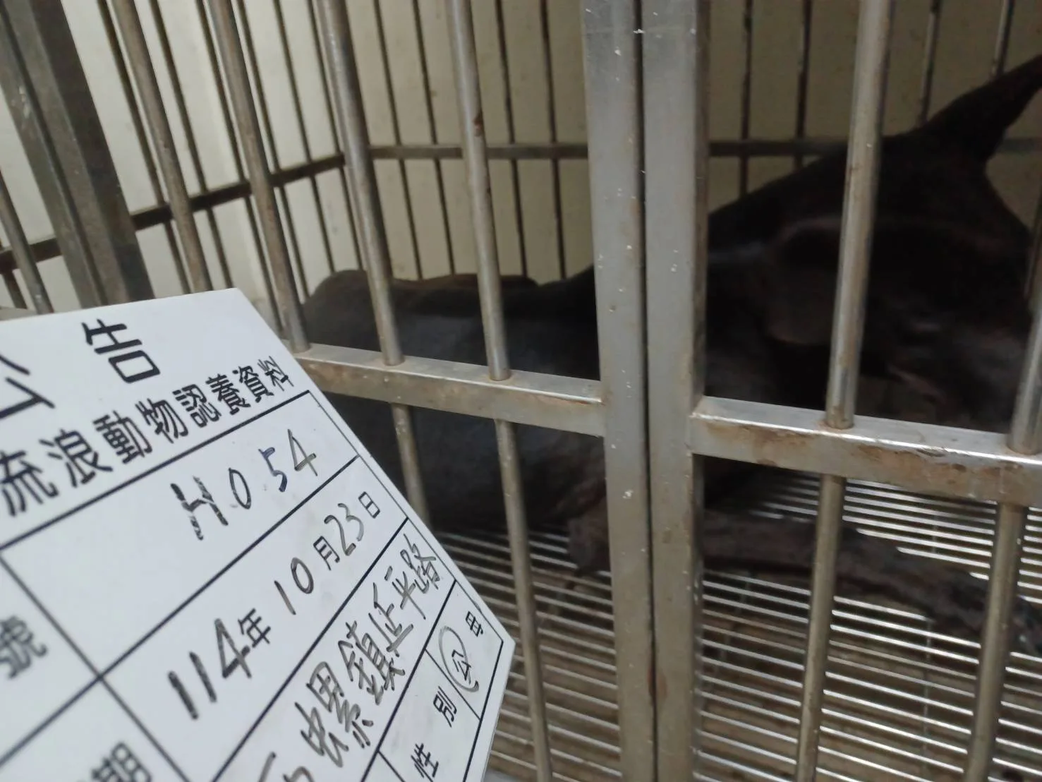 混種犬