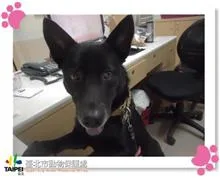 混種犬