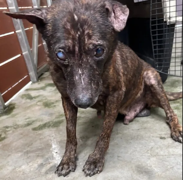混種犬