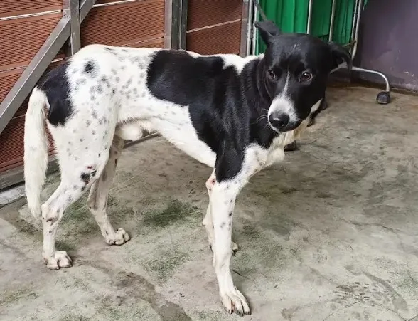 混種犬