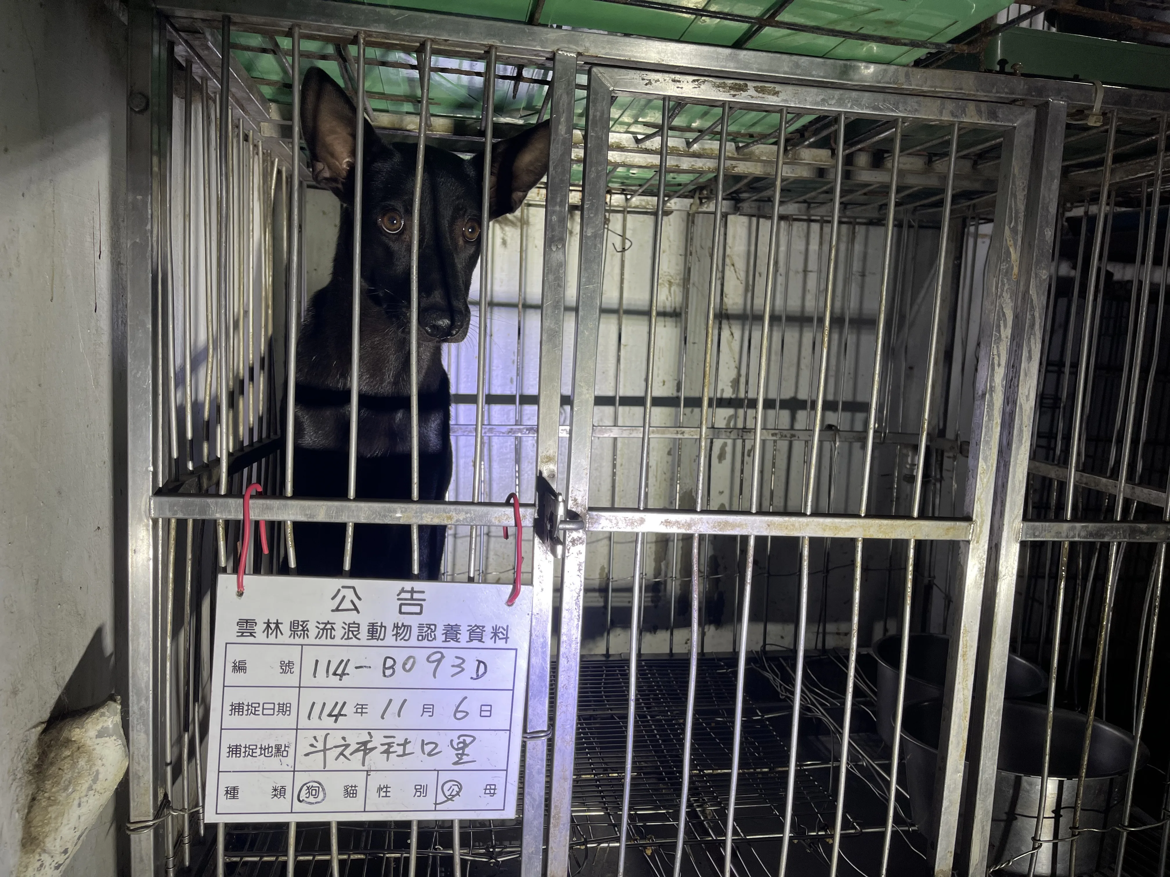 混種犬