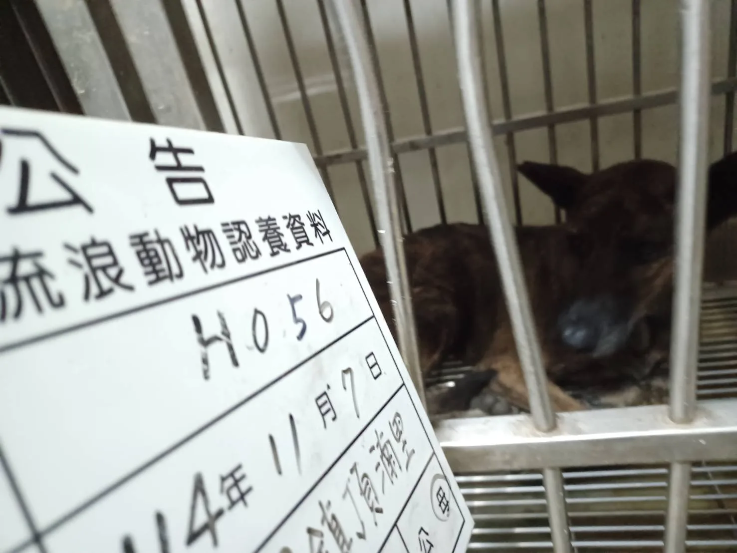 混種犬