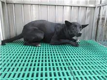 混種犬