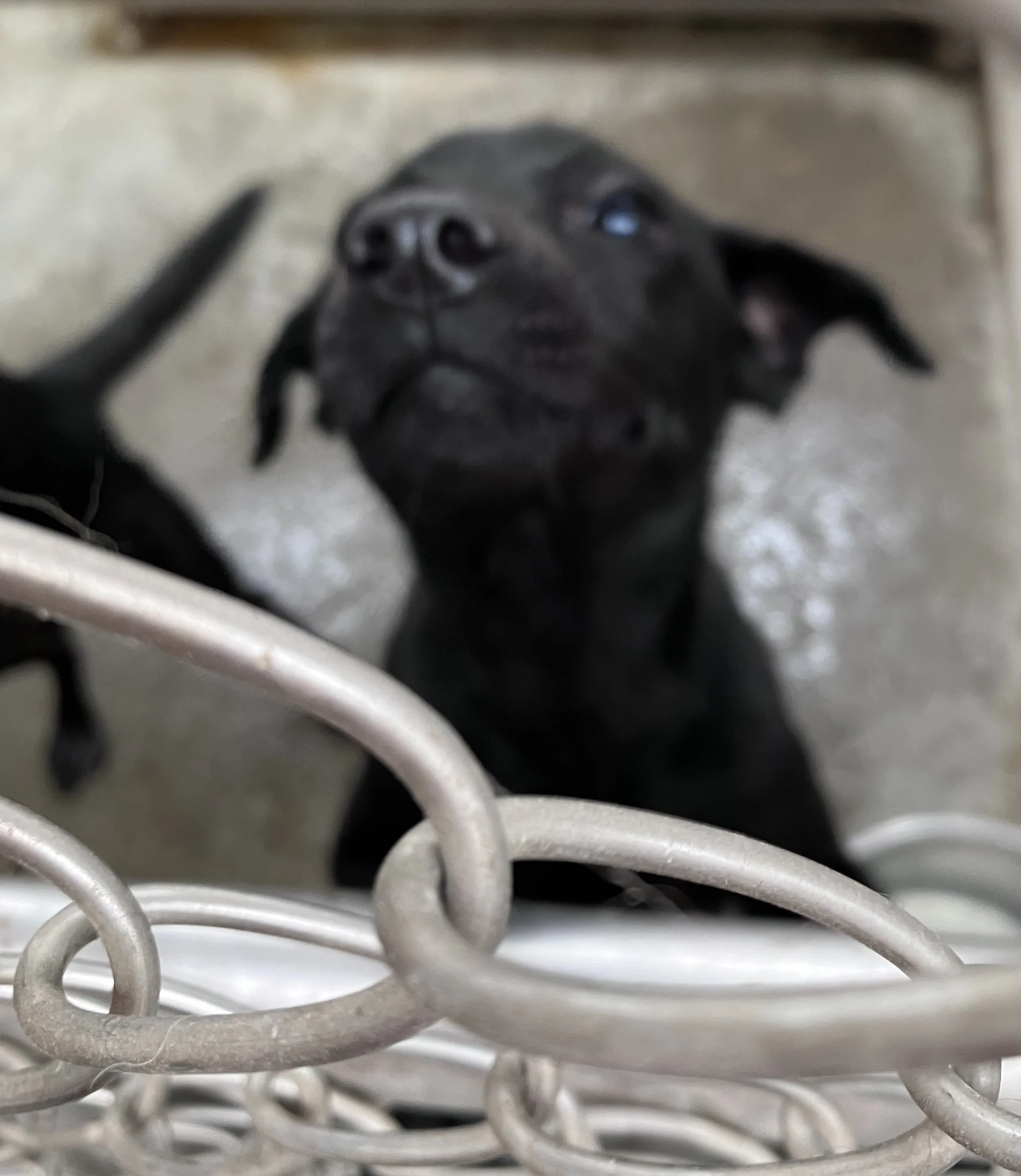 混種犬