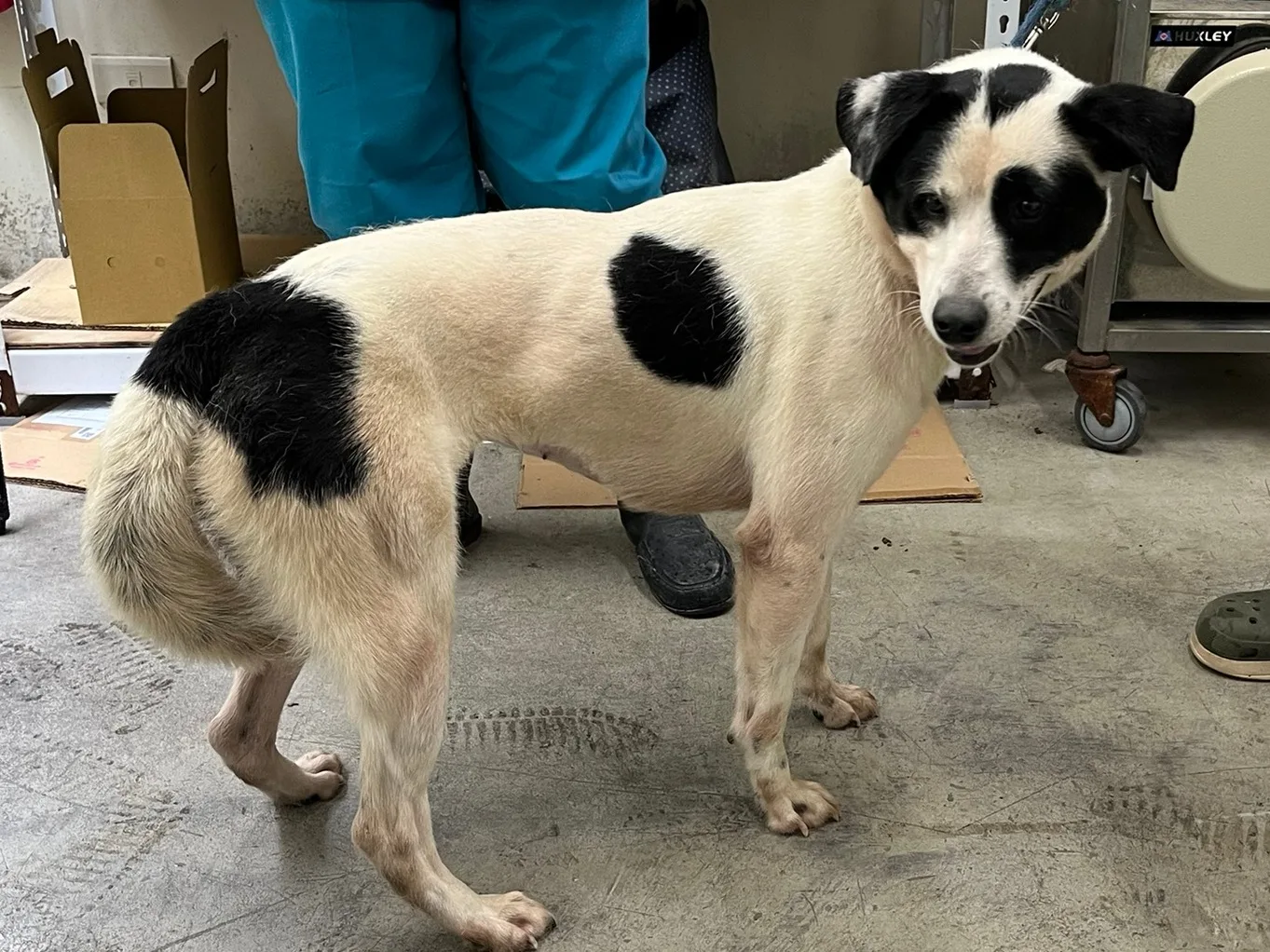 混種犬
