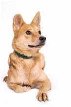 混種犬