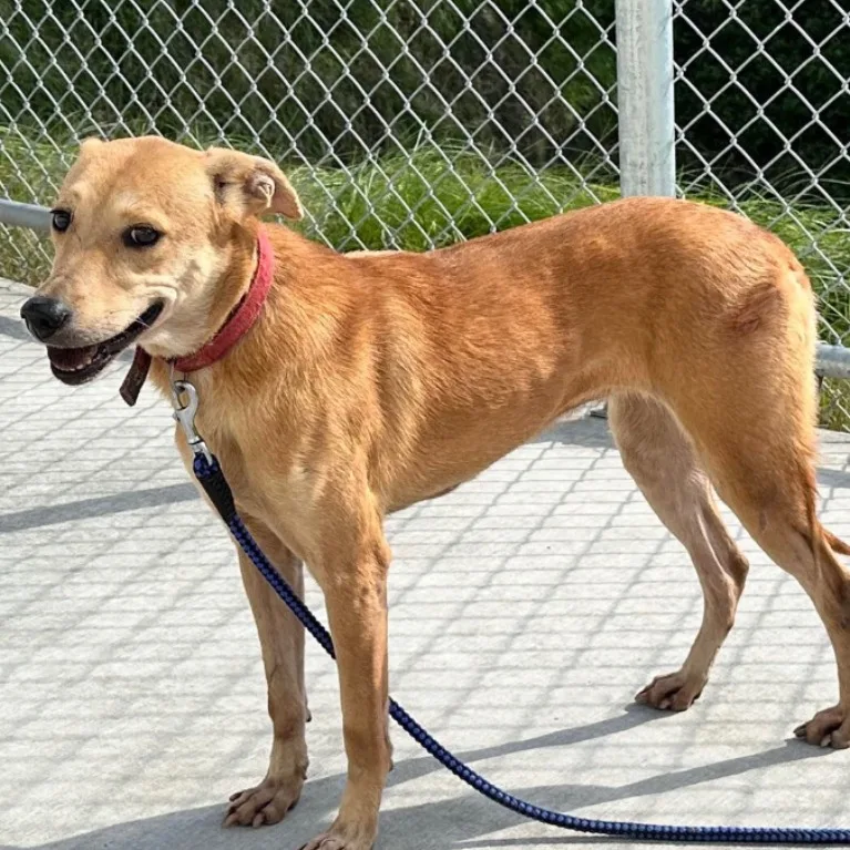 混種犬